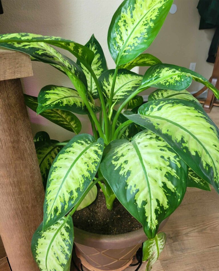 A beautiful green house plant in this beginners guide to detoxing your home, 3 simple steps.