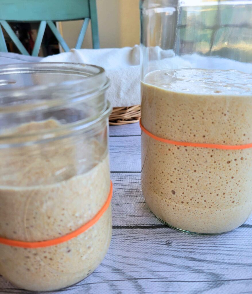 Whole Grain Einkorn Sourdough Starter and Levain in glass jars.